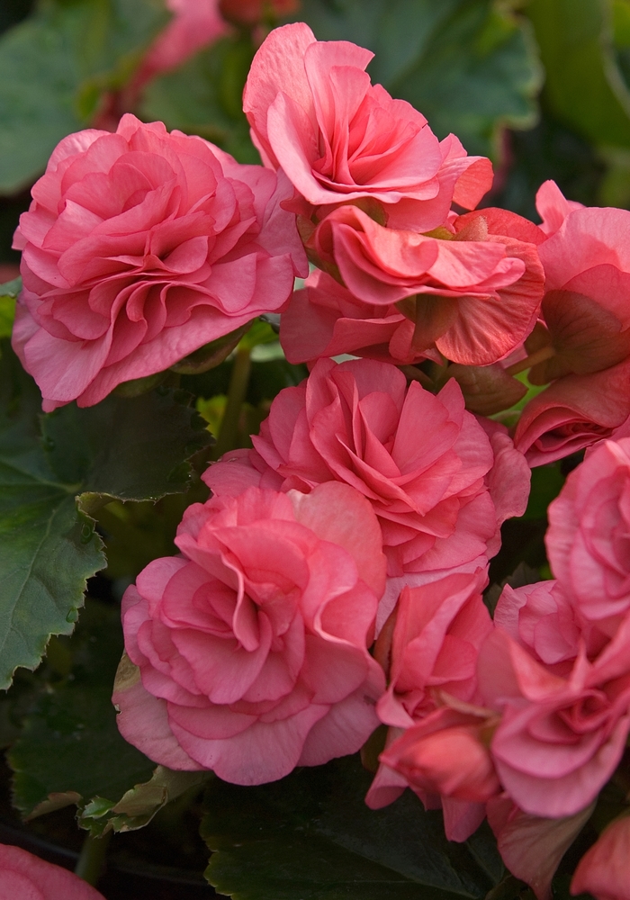 Begonia x hiemalis Solenia® 'Dusty Rose' (041068)