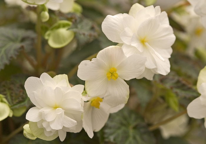 Begonia x tuberhybrida 'Panorama White' (041069)