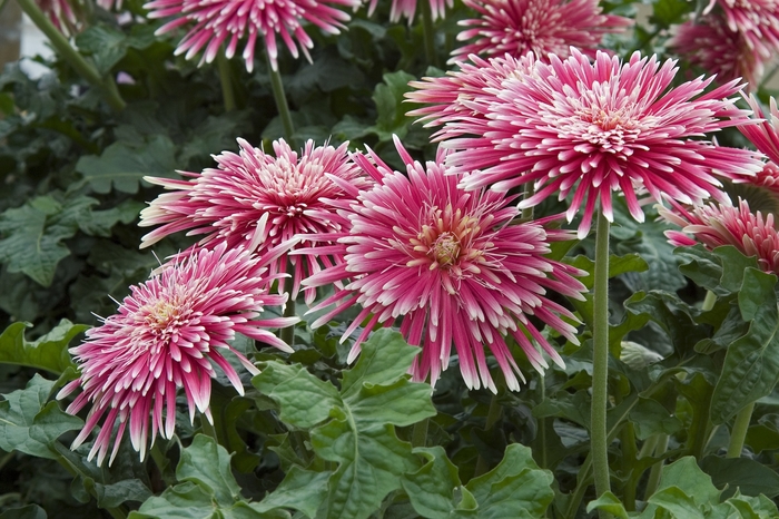 Dahlia 'Spinner Red and White' (041148)