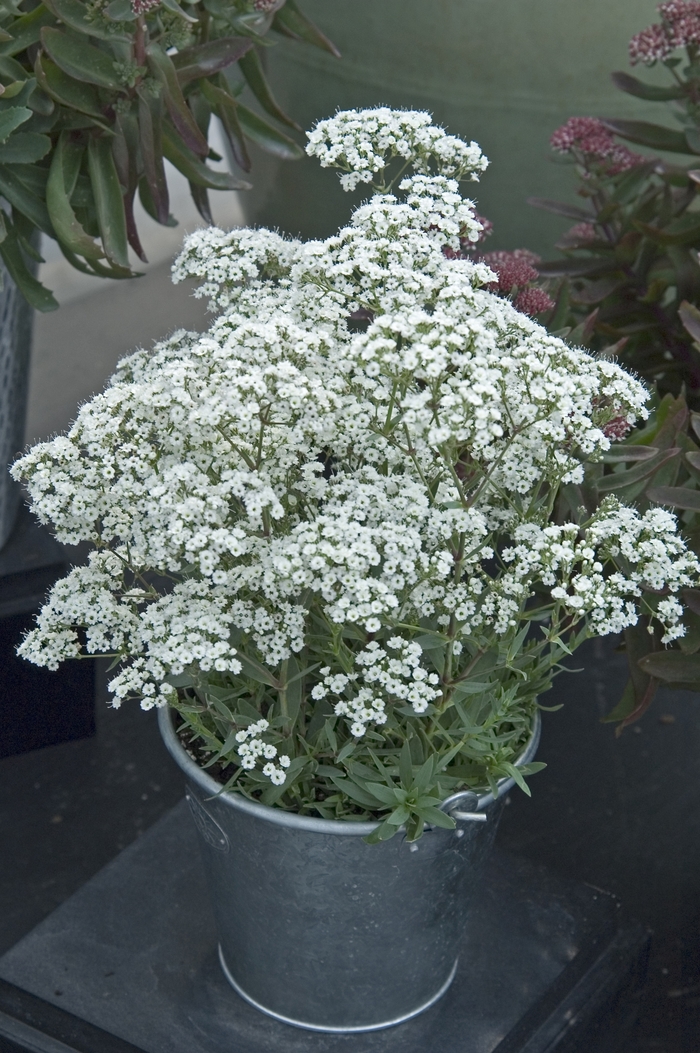 Gypsophila FESTIVAL STAR - Buy Babys Breath Perennials Online