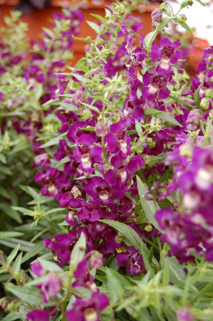 Angelonia augustifolia SunDancer™ 'Purple' (041287)