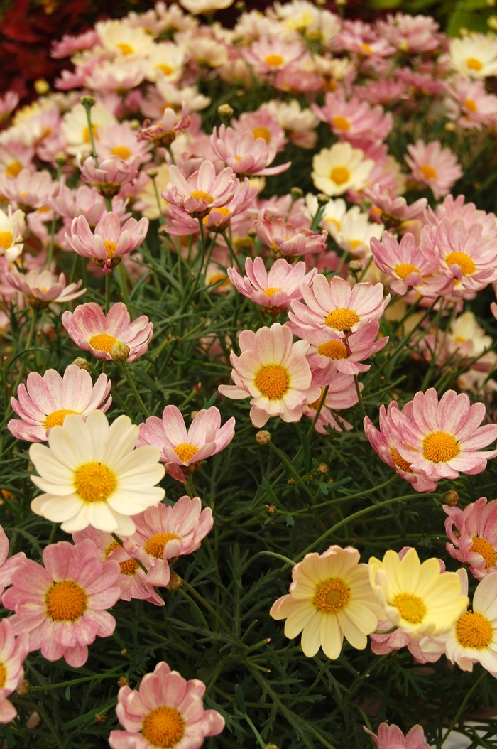 Argyranthemum frutescens 'Spring Bouquet' (041320)