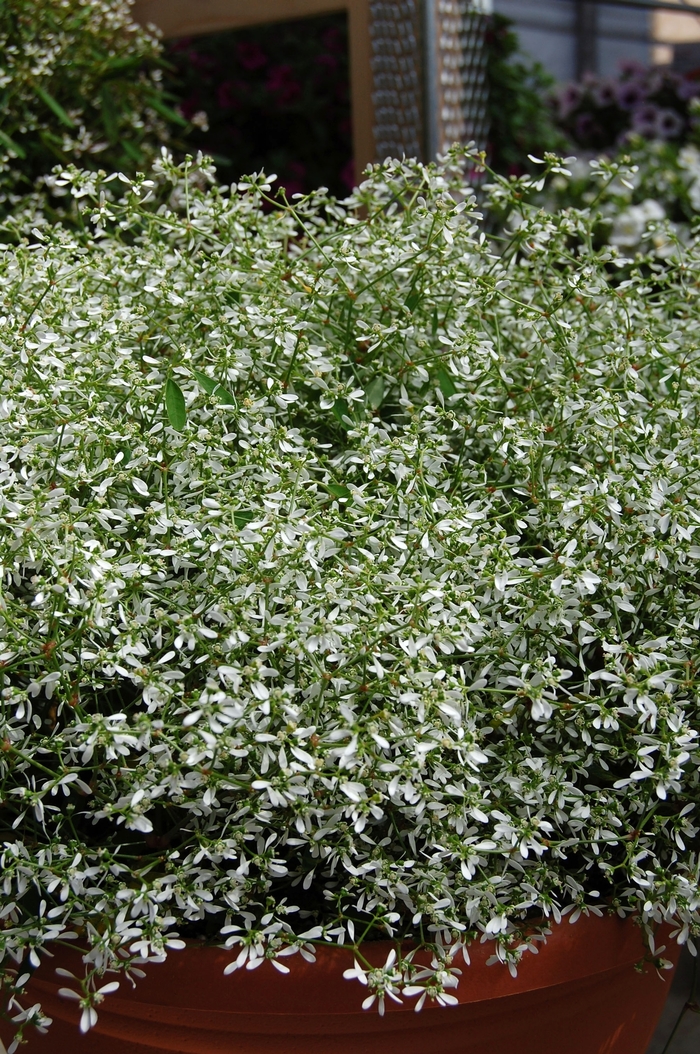 Euphorbia hypericifolia 'Star Dust White Sparkle' (041381)
