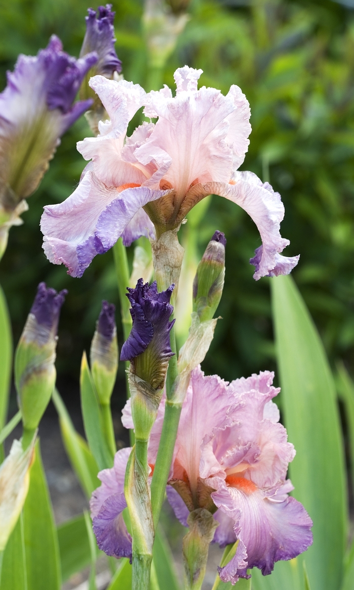 Iris Germanica Jennifer Rebecca Iris Tall Bearded Garden Center