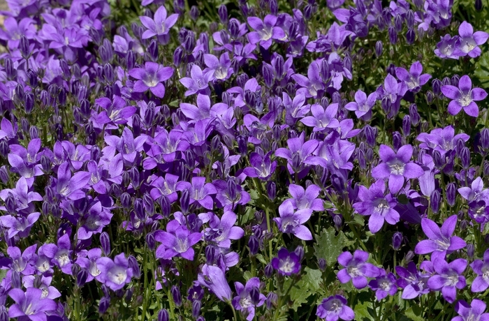 Campanula 'Birch Hybrid' Bellflower | Garden Center Marketing