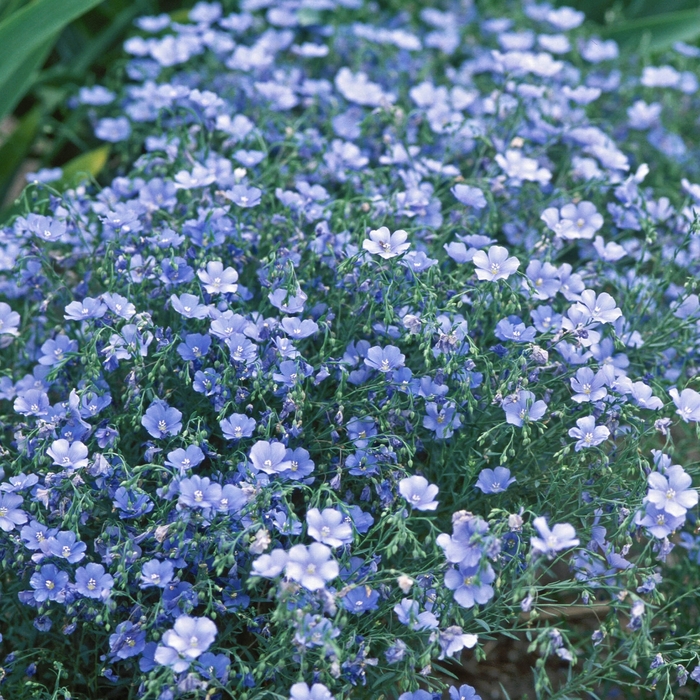 Linum perenne 'Nanum Sapphire' Flax from Garden Center Marketing