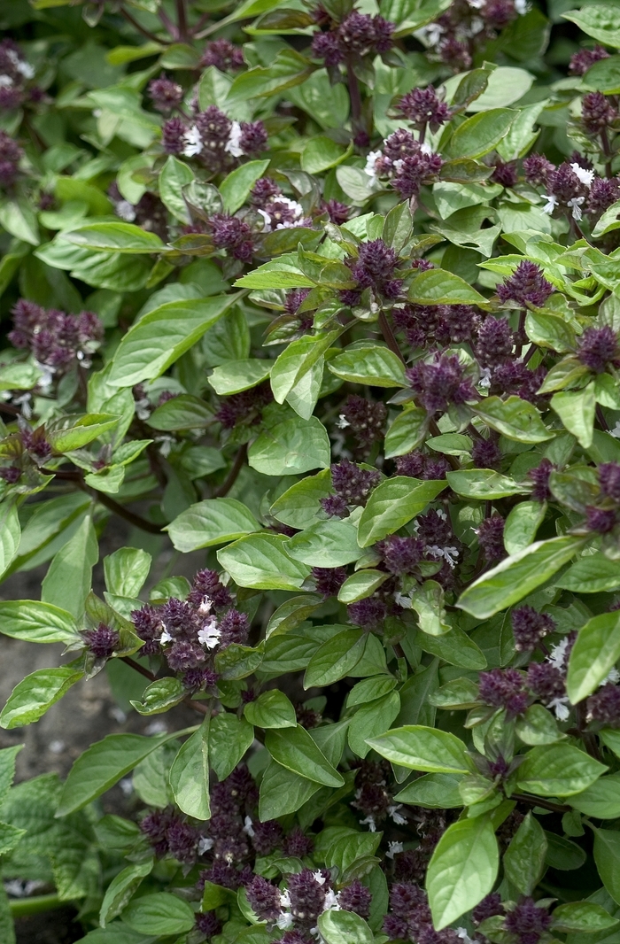 Ocimum basilicum 'Magical Michael' Basil | Garden Center Marketing