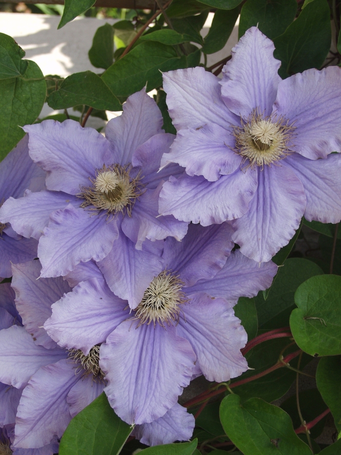 Clematis 'Will Goodwin' (044562)