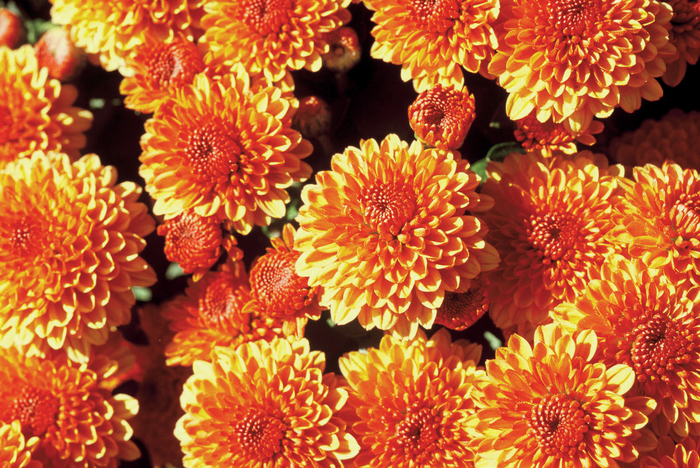 Chrysanthemum x morifolium 'Multiple Varieties' (047239)