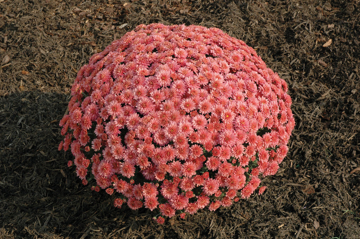 Chrysanthemum x morifolium '' (047241)