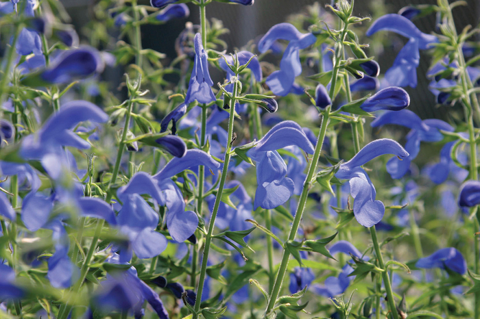 Salvia patens 'Oceana® Blue' (047258)