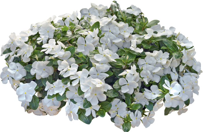 Catharanthus roseus Nirvana® 'Cascade White' (047272)