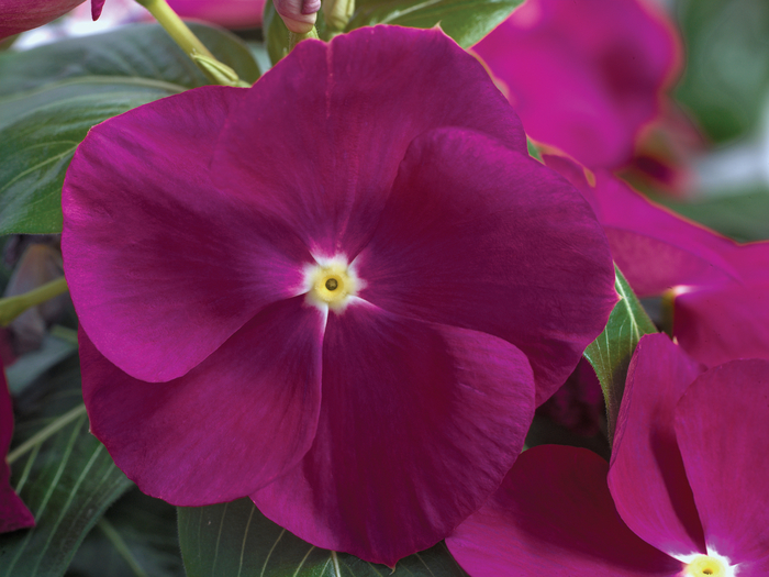 Catharanthus roseus Nirvana® 'Violet' (047274)