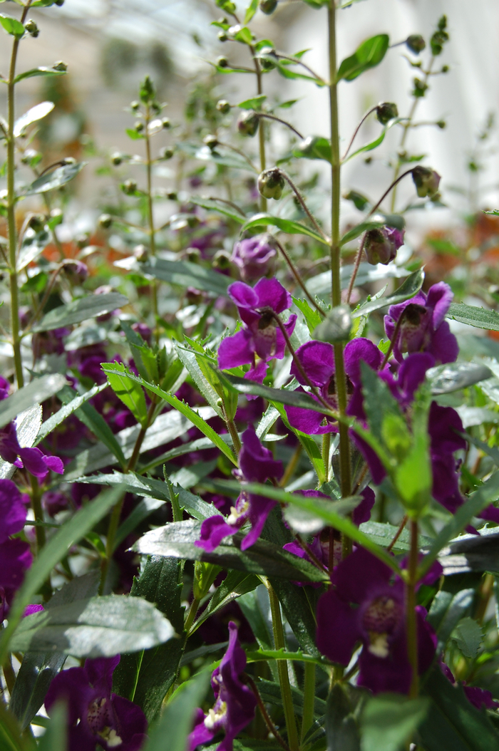 Angelonia angustifolia Adessa® 'Purple' (047594)