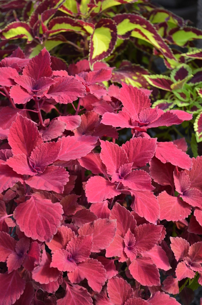 Coleus 'Redhead' Coleus | Garden Center Marketing