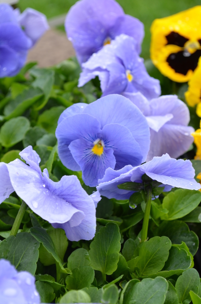 Viola x wittrockiana Spring Matrix™ 'True Blue' Pansy from Garden ...