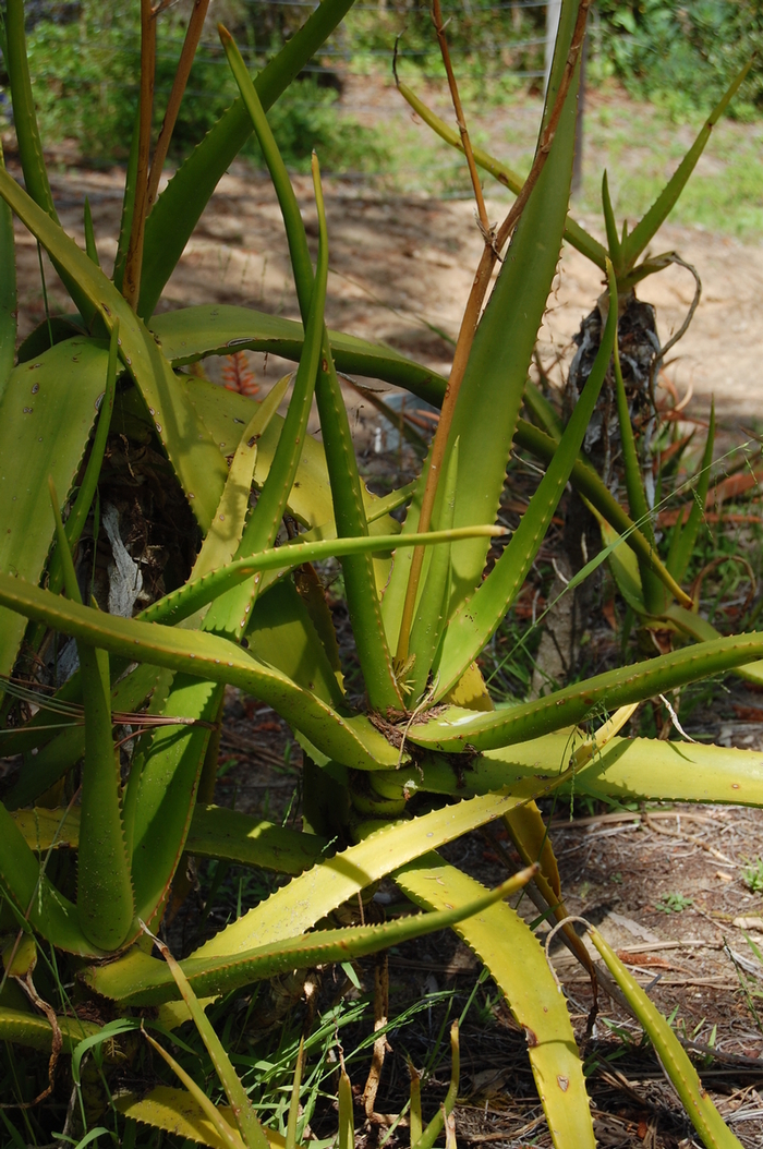 Aloe rivierei '' (051035)