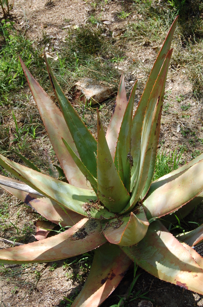 Aloe tomentosa '' (051037)