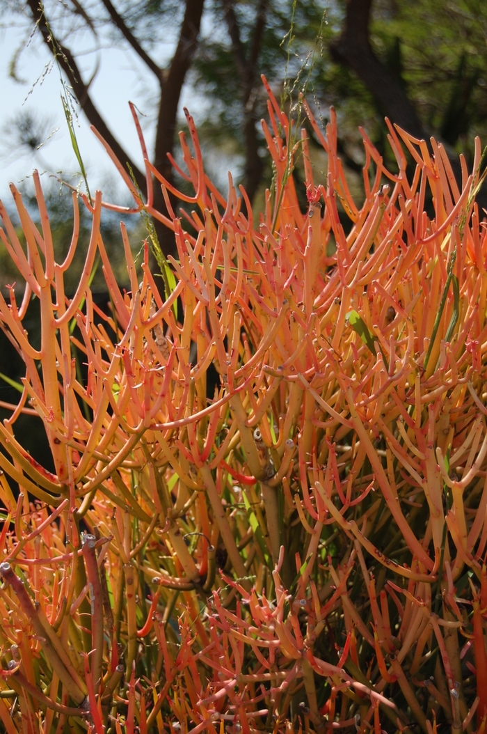 Euphorbia tirucalli 'Sticks on Fire' (051136)