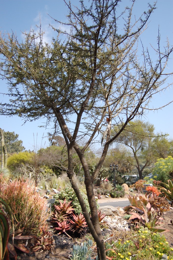 Acacia tortillis '' (051143)