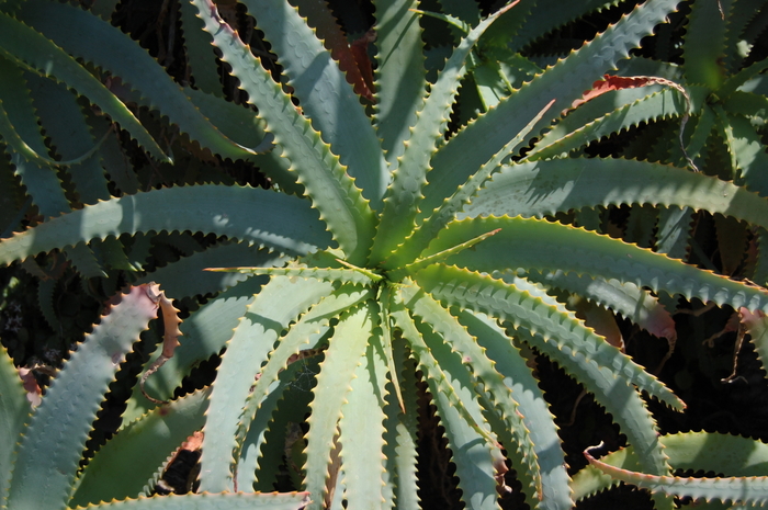 Aloe arborescens '' (051144)