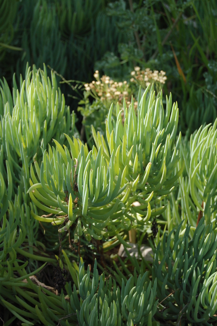 Aloe elgonica '' (051146)