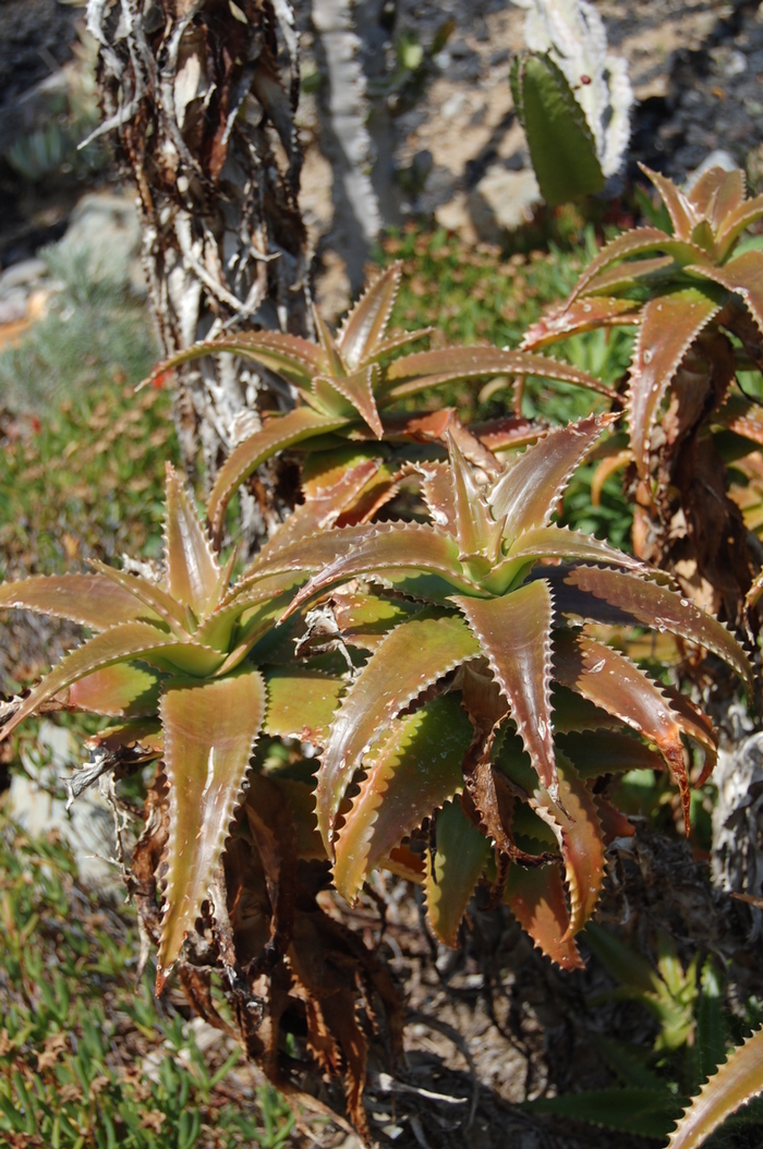 Aloe fibrosa '' (051147)
