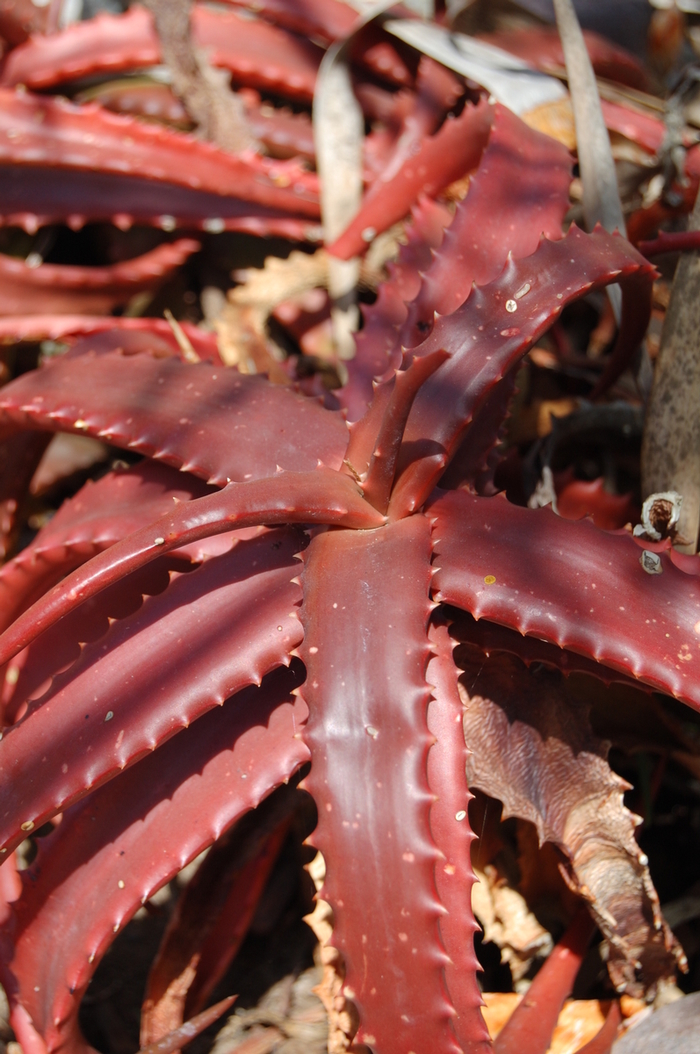 Aloe cameronii '' (051168)