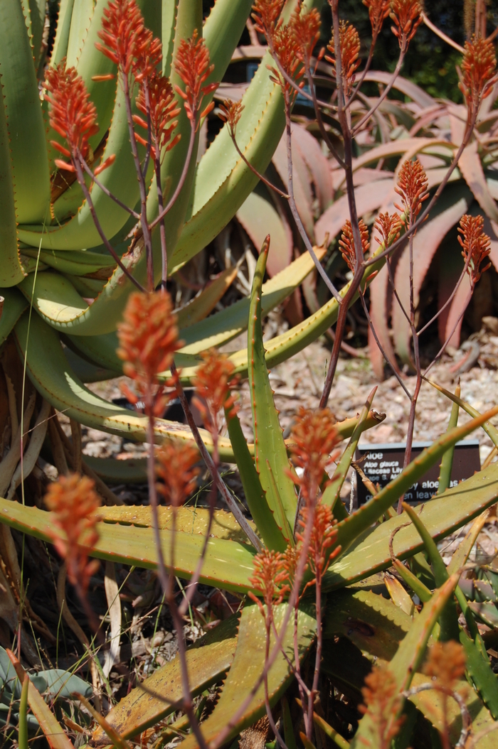 Aloe castanea '' (051170)