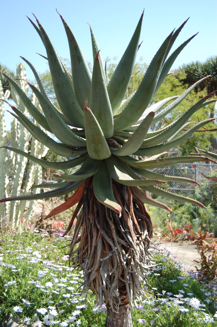 Aloe ferox '' (051172)