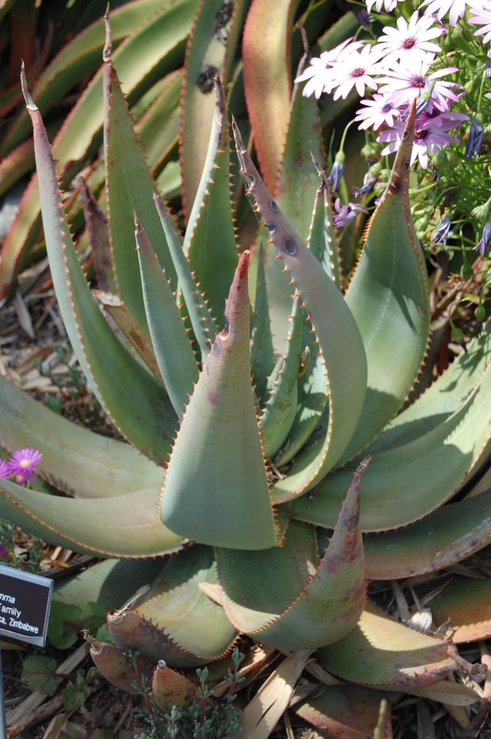 Aloe globuligemma '' (051175)