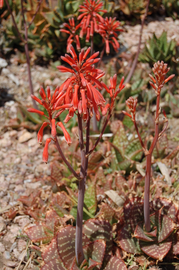 Aloe saponaria '' (051178)