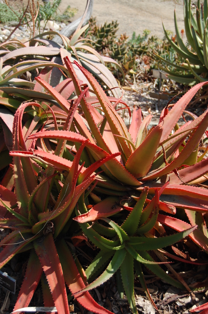 Aloe tauri '' (051183)