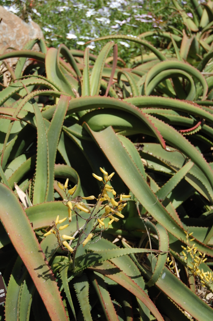 Aloe vanbalenii Aloe '' (051185)