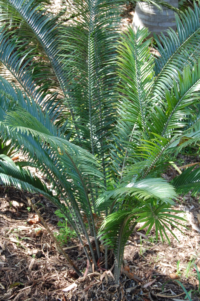 Encephalartos villosus '' (051228)
