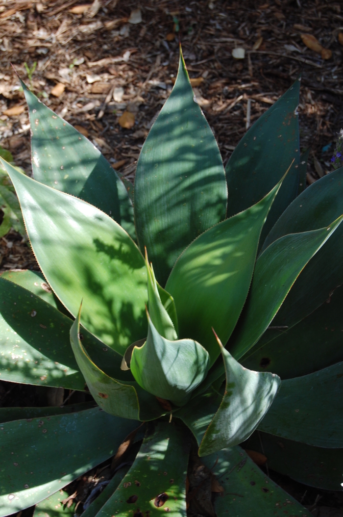Agave 'Blue Flame' (051279)