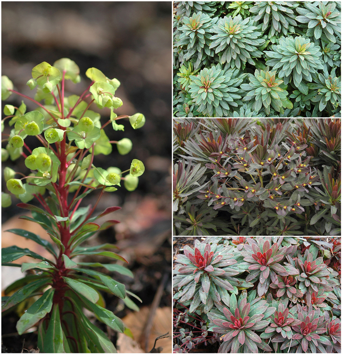 Euphorbia 'Multiple Varieties' (052519)