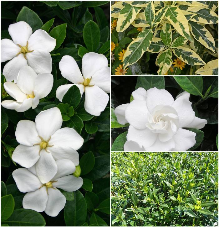 Gardenia jasminoides 'Multiple Varieties' (052768)