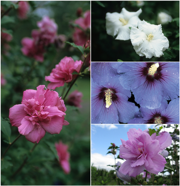 Hibiscus syriacus 'Multiple Varieties' (052797)