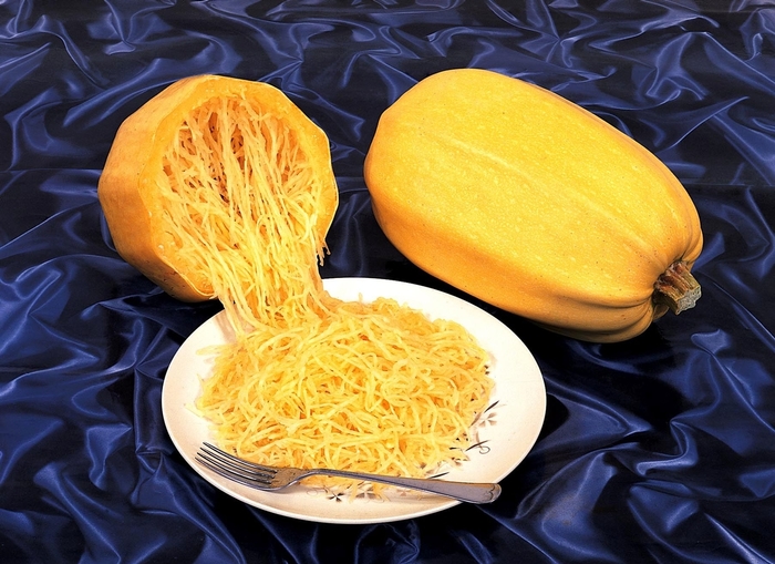 Cucurbita 'Vegetable Spaghetti' (053354)