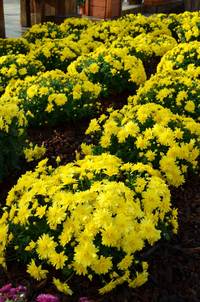 Chrysanthemum x morifolium 'Allegra Yellow' (053505)