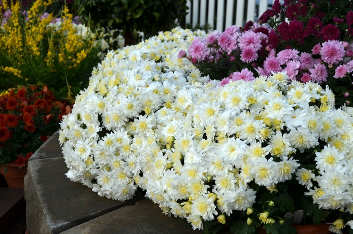 Chrysanthemum x morifolium 'Lesconil White' (053543)
