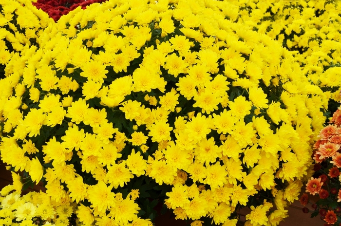 Chrysanthemum x morifolium 'Malmo Yellow' (053594)