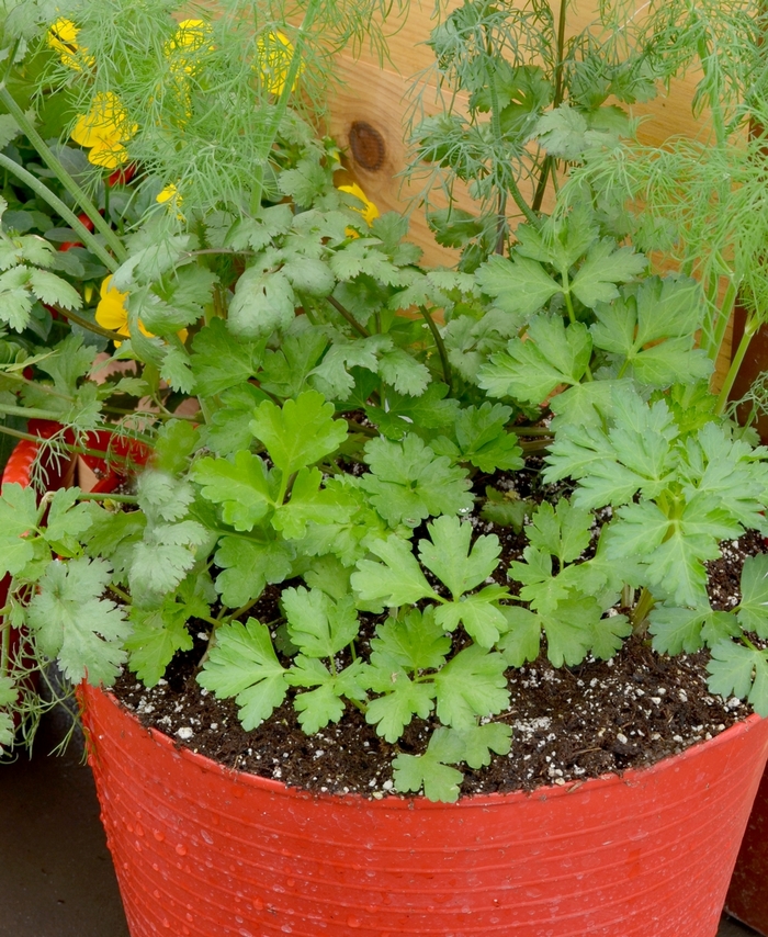 Herb 'Mixed Herb Container' (053662)