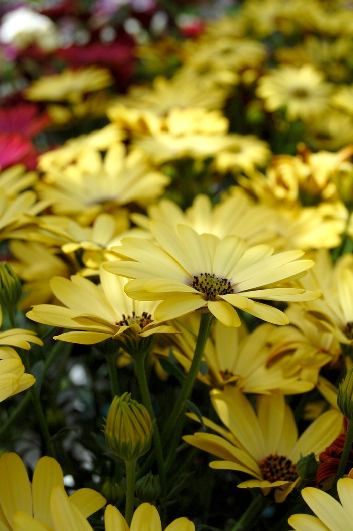 Osteospermum Astra™ 'Yellow' (053900)