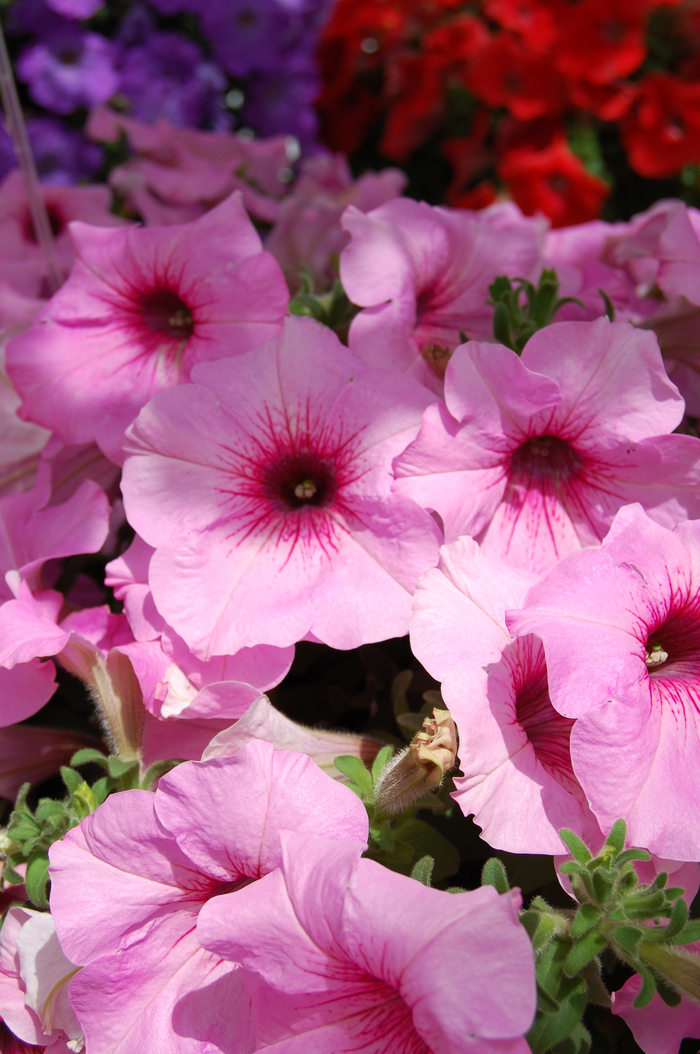 Petunia Glow™ 'Melon Rose' Petunia | Garden Center Marketing