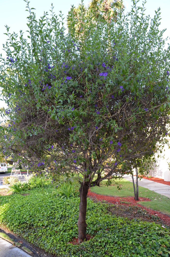 Solanum rantonnetii 'Royal Robe' (053985)