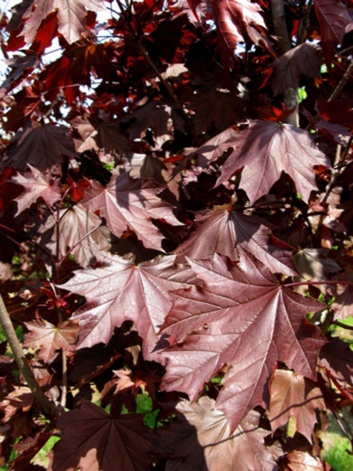 Acer platanoides 'Royal Red' (054033)