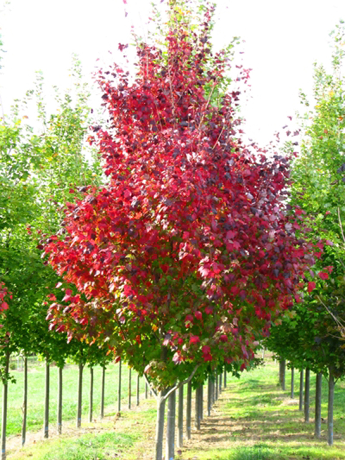 Acer Rubrum Autumn Spire Red Maple From Garden Center Marketing