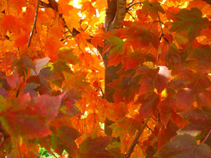 Acer rubrum 'October Glory' (054039)